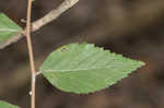 Planertree <BR>Water elm